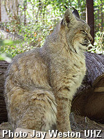 Bobcat