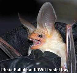 pallid bat