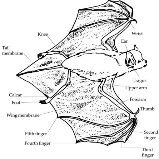 Bat Graphic