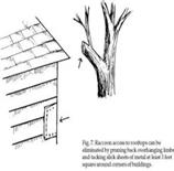 Determining that raccoons are responsible for the damge