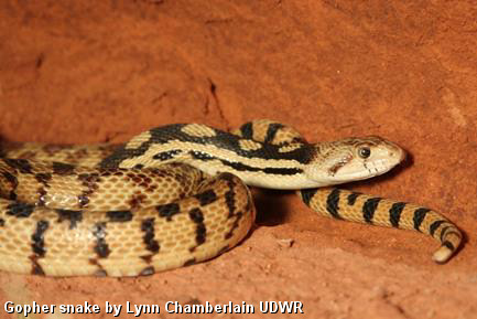 Gopher snake