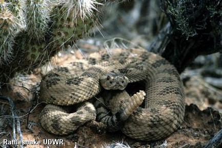 Rattlesnake