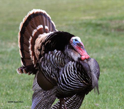 Wild Aware Utah Turkeys