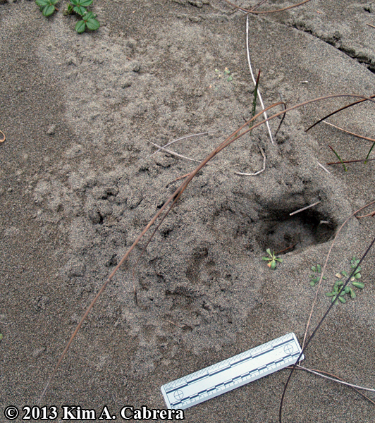 Gray Fox dig in sand