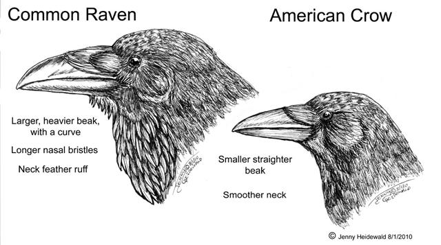 ID comparison