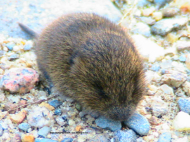 Baby meadow Vole