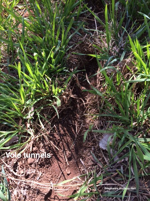 Vole Tunnel 