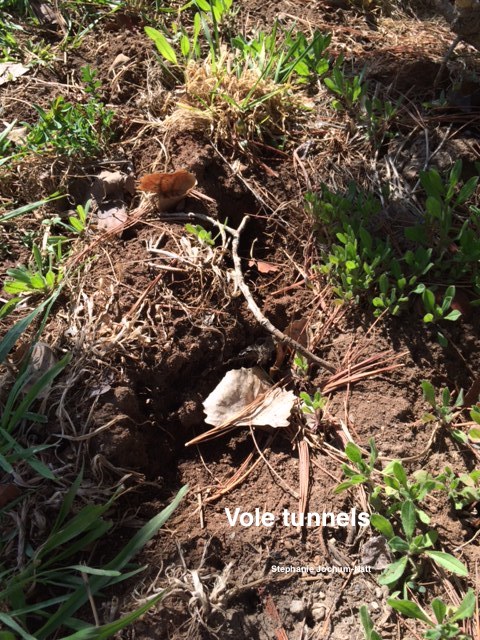 Vole Tunnels