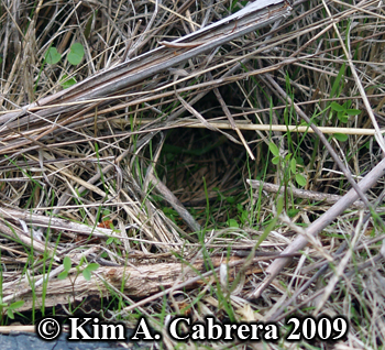 looking down the grass tunnel of a vole