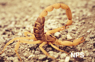 Scorpion NPS