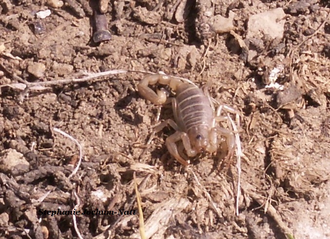 Bark Scorpion