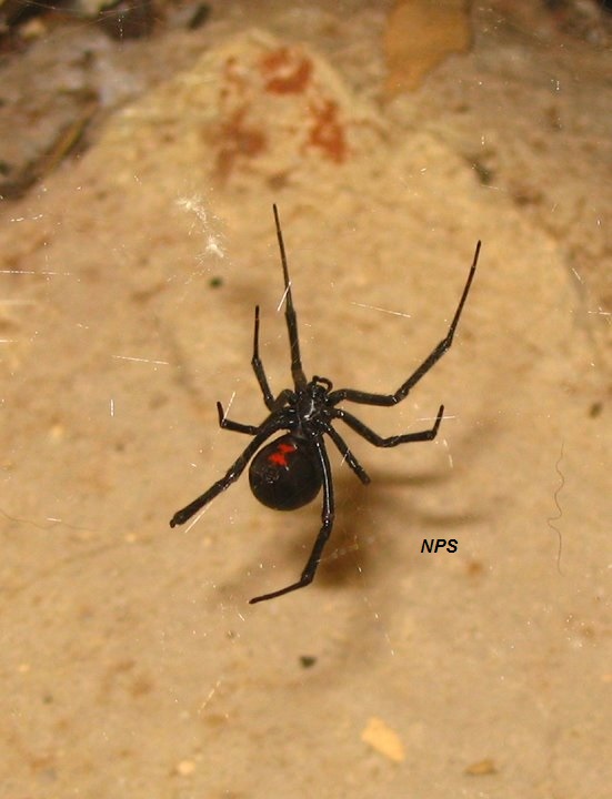 Black Widow