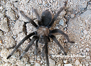 Tarantula