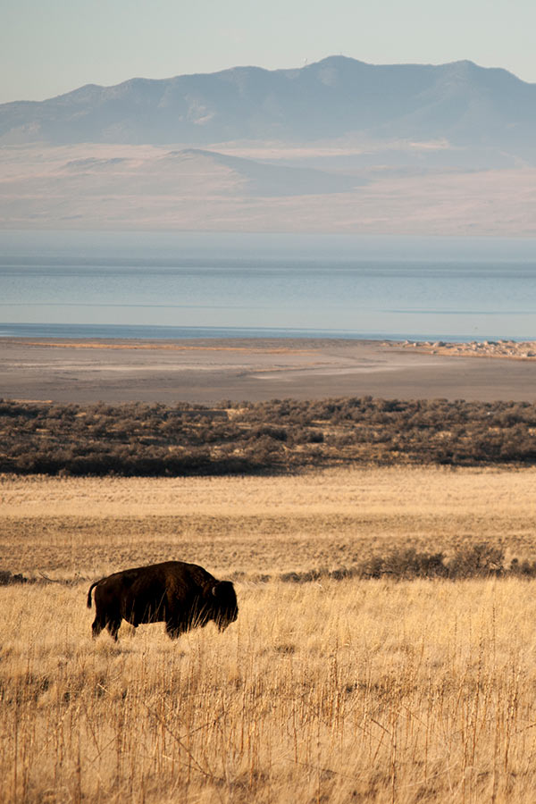 Bison roaming open field on Antelope Island