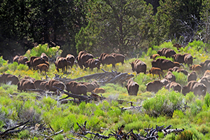 Herd of bison in the Henry Mountains