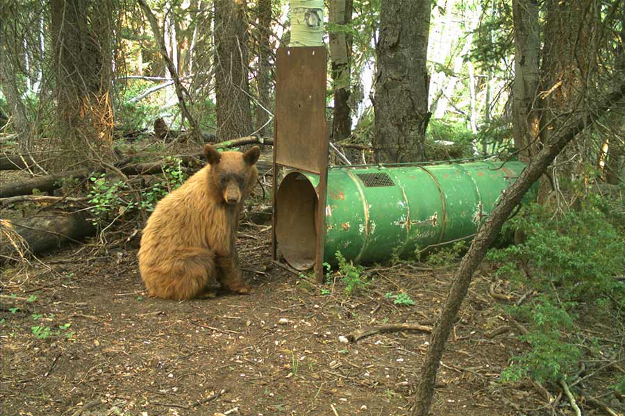 Bear near a food trap