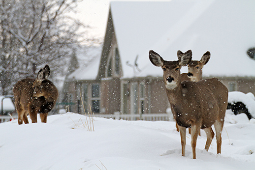Several deer loitering in a neighborhood in Springville near several homes