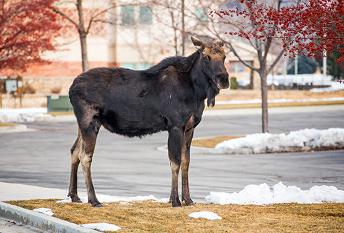 Moose loitering in Provo